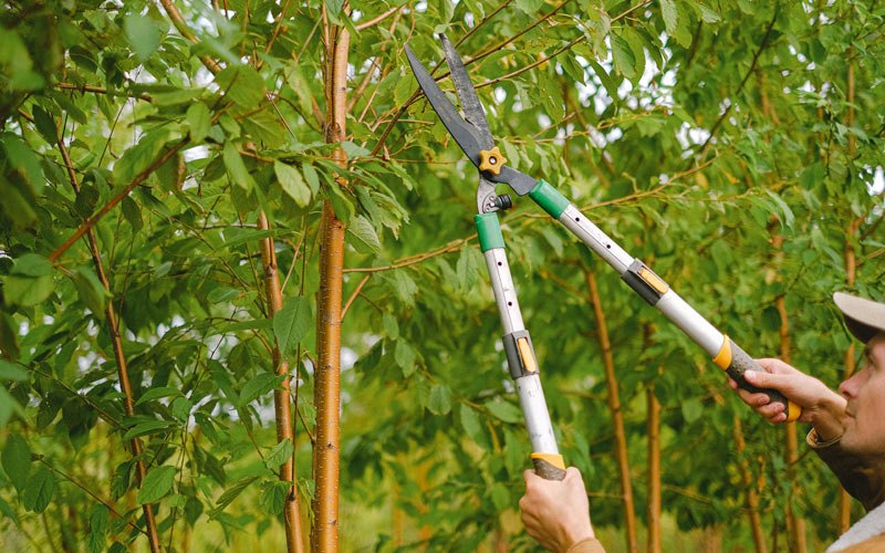 Tree trimming in Nallen, WV