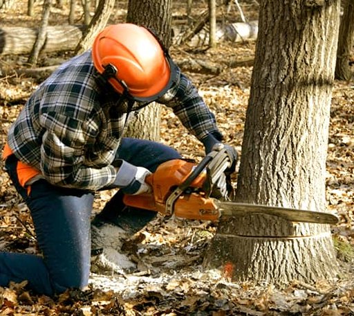 Tree Removal in Nallen, WV